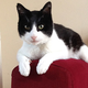 Illustration for article titled New World Record Set for Loudest Purr